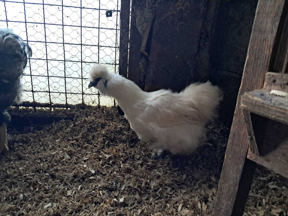 Casais sedosas do Japão