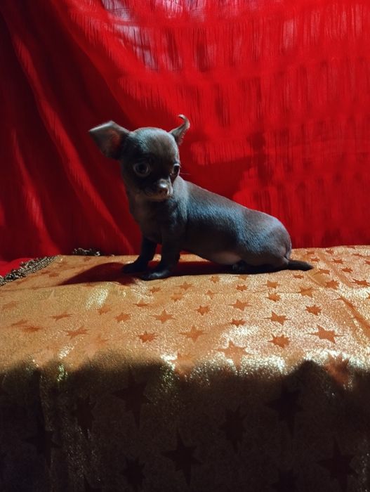 Девочка чихуахуа шоколадный солид.