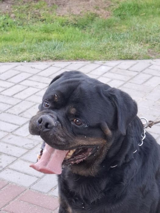 Rottweiler  szczeniak pies