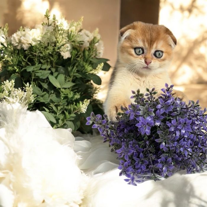 Хлопчик золота шиншила