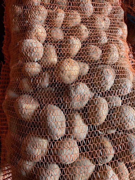 Ziemniak Colomba kaliber sadzeniaka