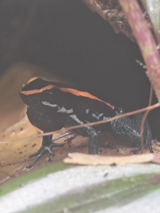 Phyllobates vittatus/ Liściołaz Paskowany