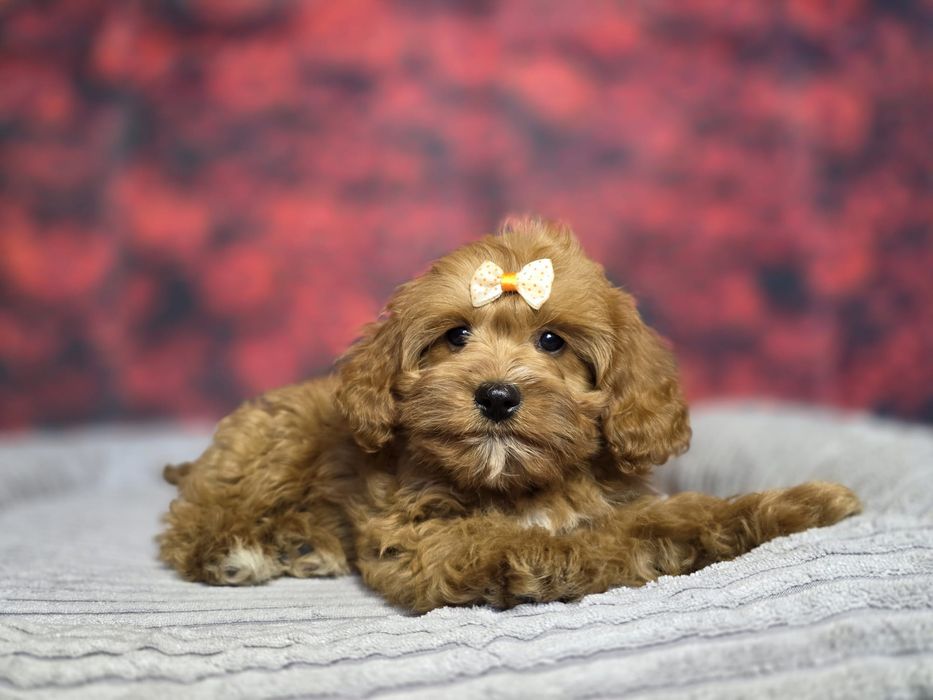 Cavapoo mini XXS cavalier pudel toy Cavadoodle cudowny piesek Badania Hodowla zweryfikowana