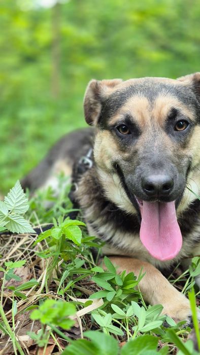 Pozytywny Forest szuka domu  / do adopcji