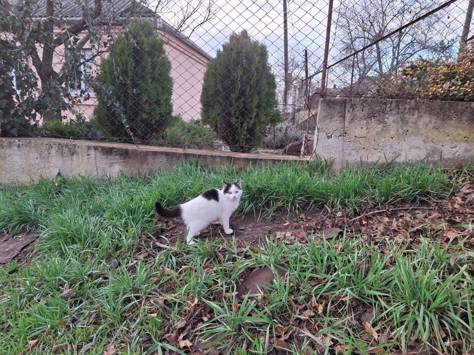 Кошечка, кошенята, котики Первомайск