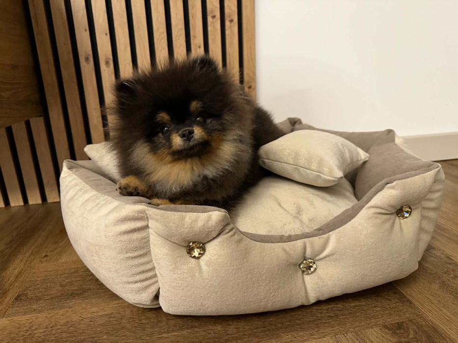 Szpic miniaturowy, pomeranian