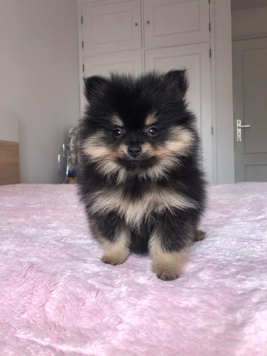 Macho Lulu da Pomerânia Mini