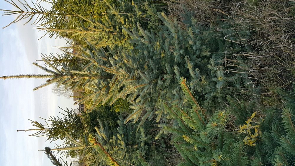 Choinki, świerk srebrny i pospolity, plantacja