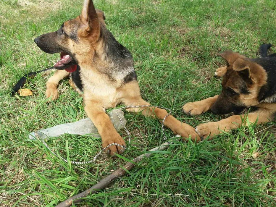 Чудові цуценята німецької віівчарки . Вакциновані.