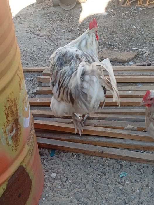 Família de australorp splash