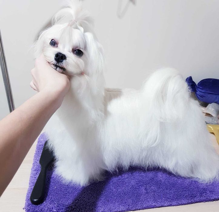Хлопчик Мальтезе FCI