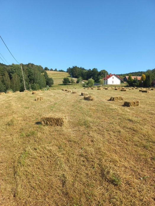 Sprzedam siano w kostkach