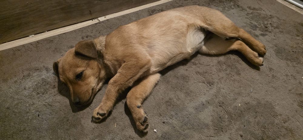 Oddam suczke kundelka w dobre ręce