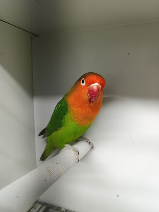 Agapórnis fischeris verde ancestral