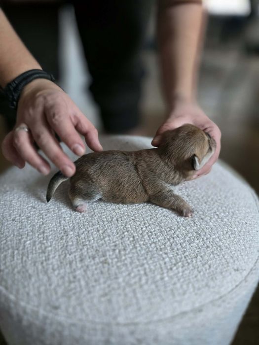 *Abigeil* Sunia chihuahua xs