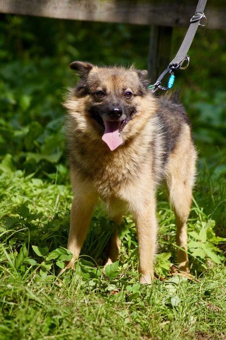 Towarzyski i aktywny, młody, średniej wielkości pies szuka domu