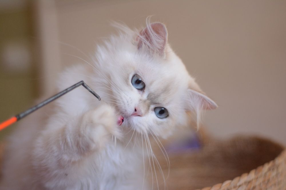 Шикарный котенок с голубыми глазами, Летняя цена!