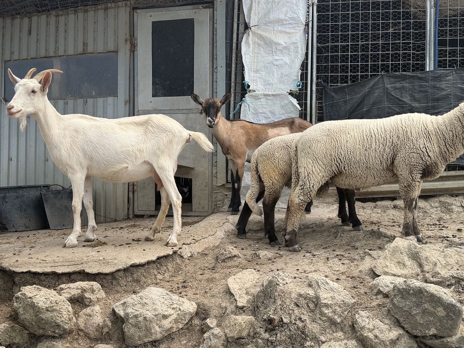 Ovelhas, cabras, cabritos, borregas
