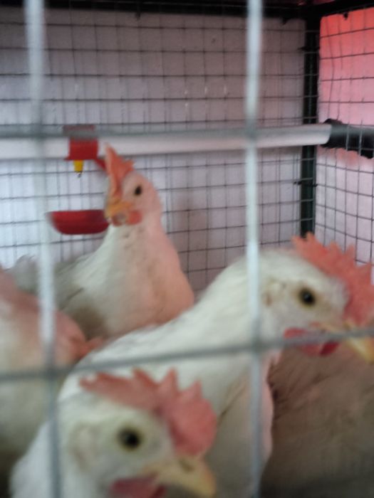 Молоді півні породи Легорн