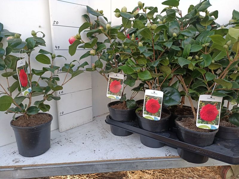 Kamelia Japońska Trzy Kolory Cena 55 zł