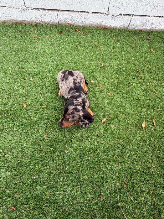 Teckel miniatura black merle.