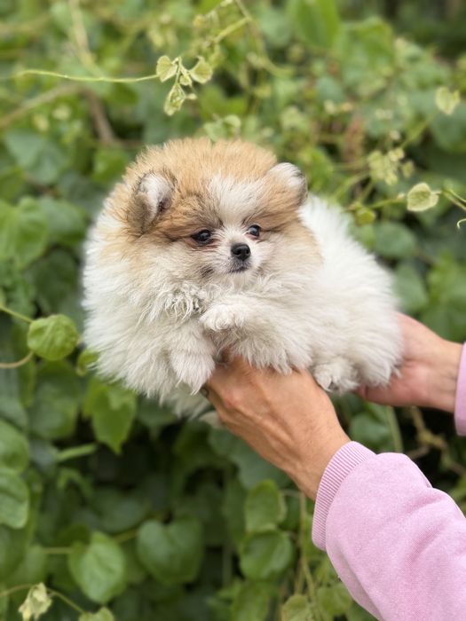 Lulu da pomerania femea