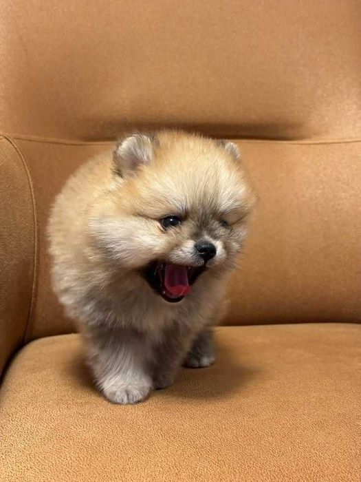 Crias de ursinho da Pomerânia