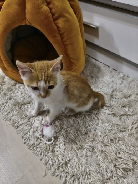 Котик, віддаю безкоштовно.