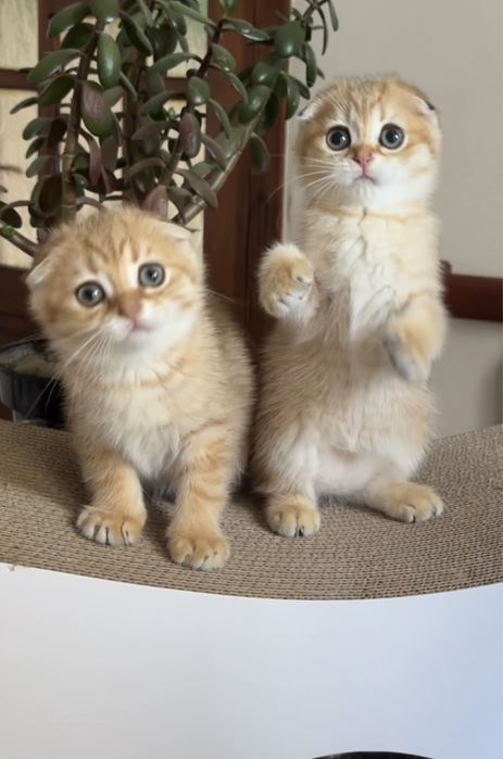 Хлопчики Scottich Fold