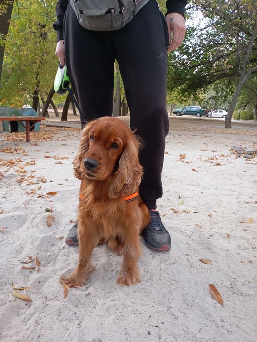 Хлопчик на ім'я Денні, шукає дівчинку для в'язки, йому три роки.