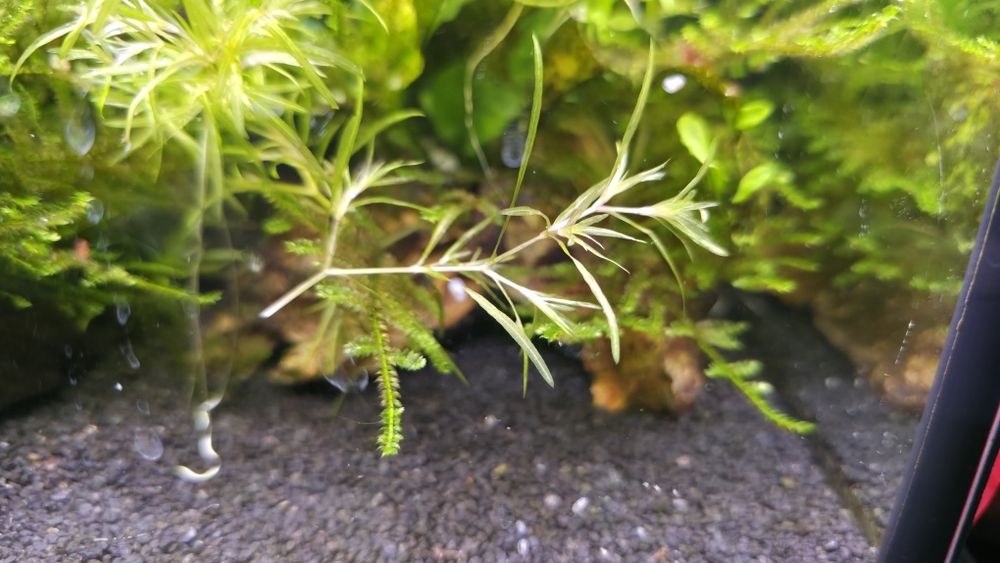 Roślina akwariowa Najas guadalupensis