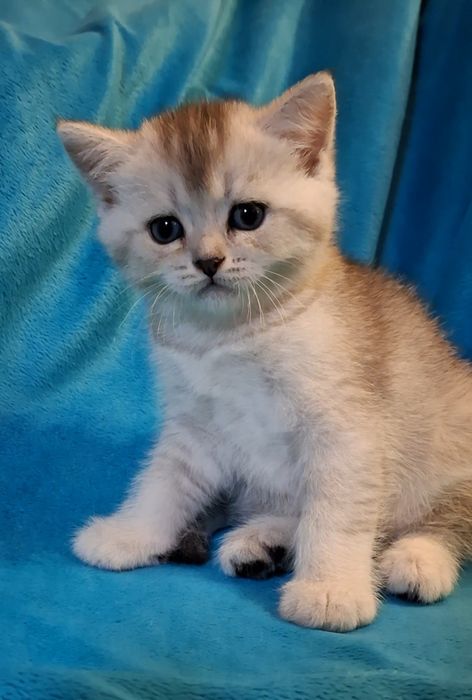 Воспитанные короткошёрстные котята
