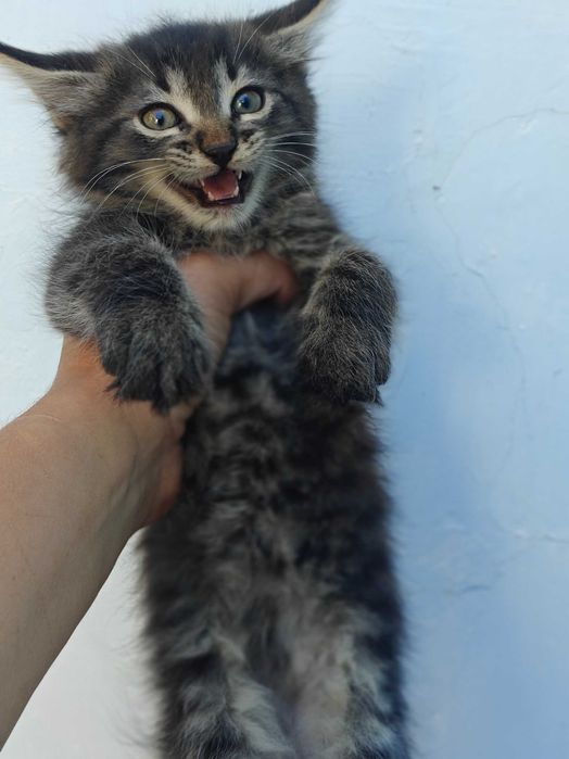 Кошенята 2 місяці
