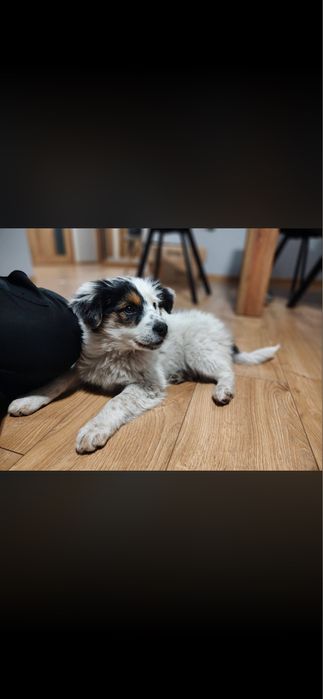 Oddam dwie suczki w dobre ręce