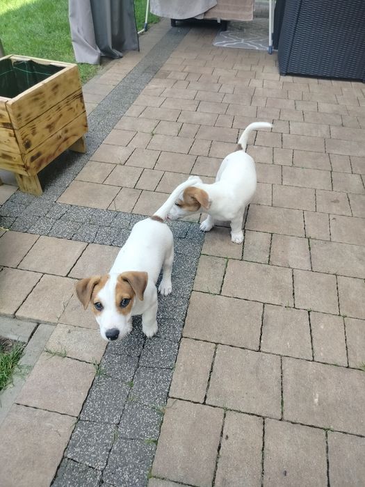Jack Russell terrier szczeniak
