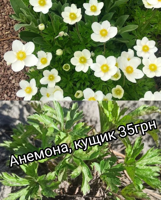 юкка юра анемона