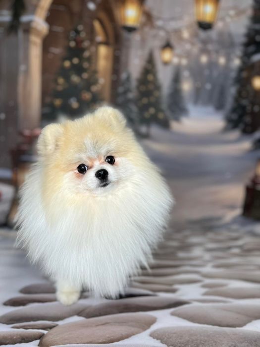 Pomeranian – Reproduktor | Gucio | Rodowód | Badania | Krycie