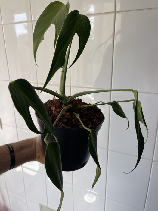 Monstera burle marx flame
