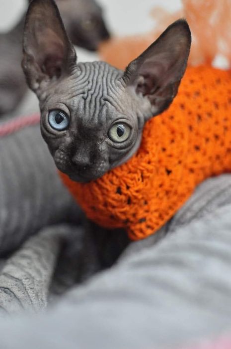 Kotka sfinks z heterochromią