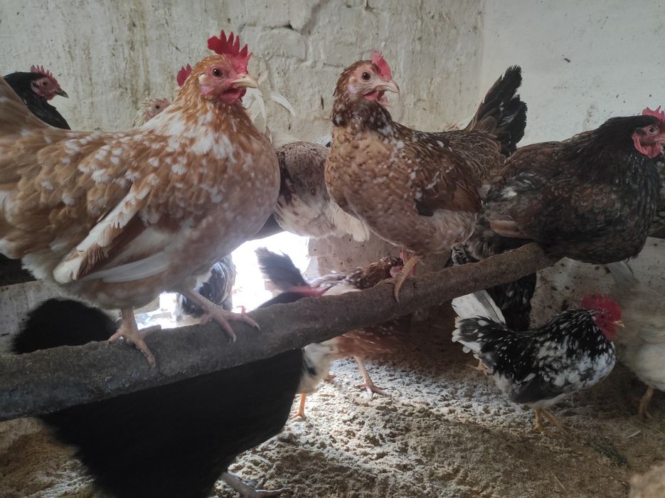 Jaja legowe Liliputek