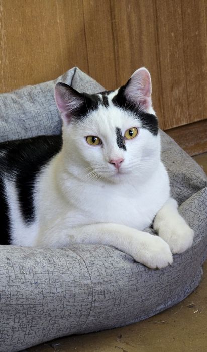 Дуже гарний котик шукає дім.