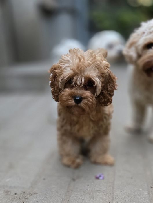 Cavapoo/ chłopczyk