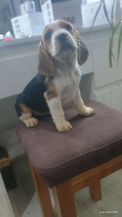 Beagle szczeniak