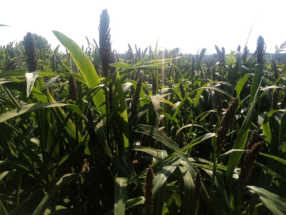 Пайза. Продам насіння пайзи.