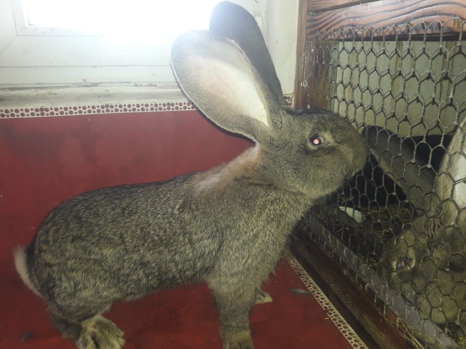 Кролі фландр різен