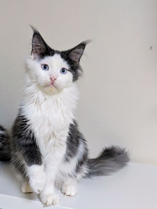 Ciri kotka Maine Coon. Opcja hodowlana. Zapraszamy