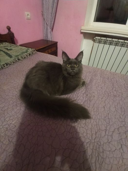 Голубий окрас.Дівчинка.