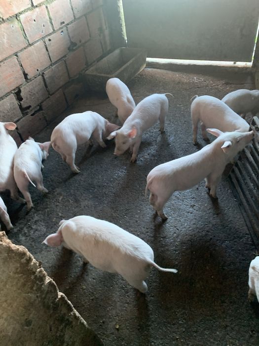 Leitoes bissaros com F1 prontos pra sair ja comem bem e bons pra assar