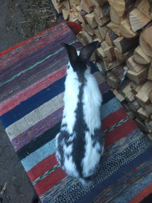 Робочий самець німецького строкача.  Кролі .