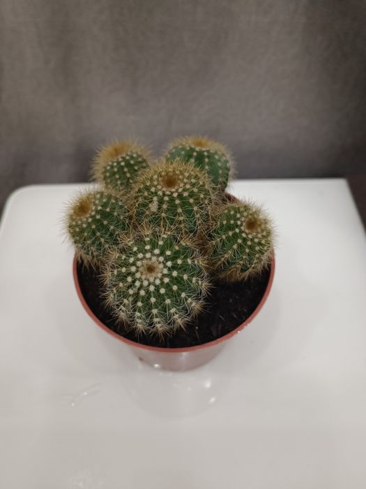 Кактус, кущові кактуси